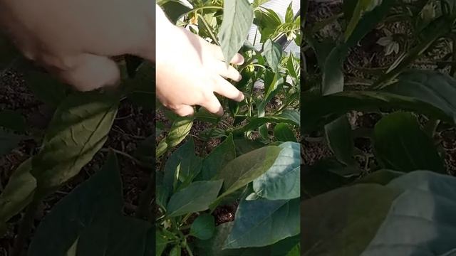 Если не удалять коронные цветки перца. смотреть онлайн
