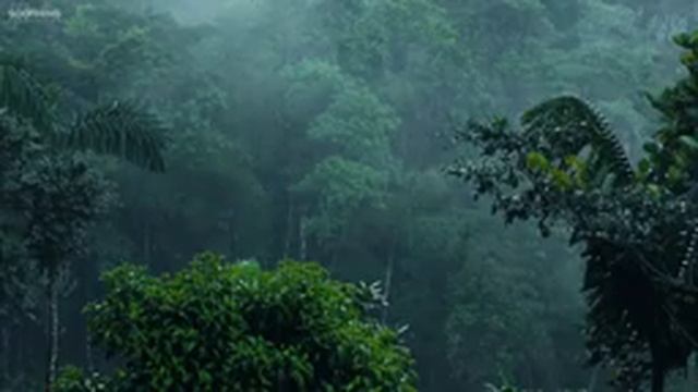 Никаких забот • 10 часов звуков дождя и успокаивающей музыки для сна смотреть онлайн