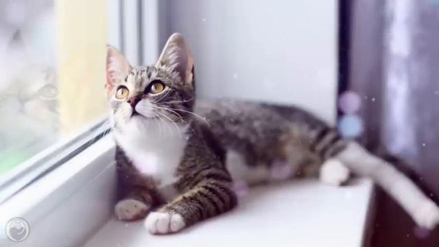 Peaceful Harp Music to Calm Cats - Soothing Music to Relieve Stress and Anxiety смотреть онлайн