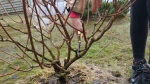 ЦВЕТЫ БУДУТ ОГРОМНЫМИ! Как ПРАВИЛЬНО обрезать МЕТЕЛЬЧАТУЮ ГОРТЕНЗИЮ ВЕСНОЙ