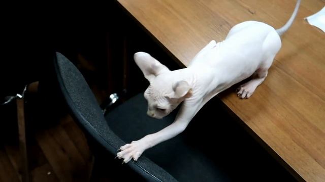 Котята канадский сфинксы питомника кошек PCA КЕН КЕЦ смотреть онлайн