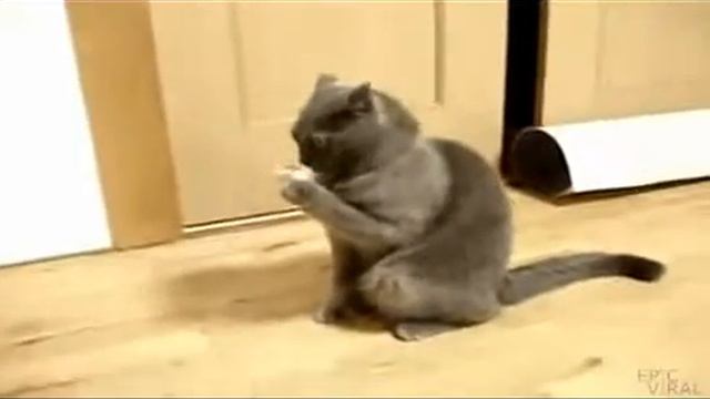 Приколы над животными смотреть онлайн