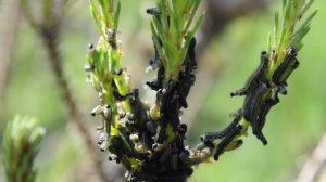 ВРЕДИТЕЛИ! ГУСЕНИЦЫ сожрали три сосны за ночь!