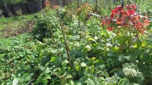 Ежевика в Сибири. Сорт Агавам. (Выращивание и уход) 3 часть.