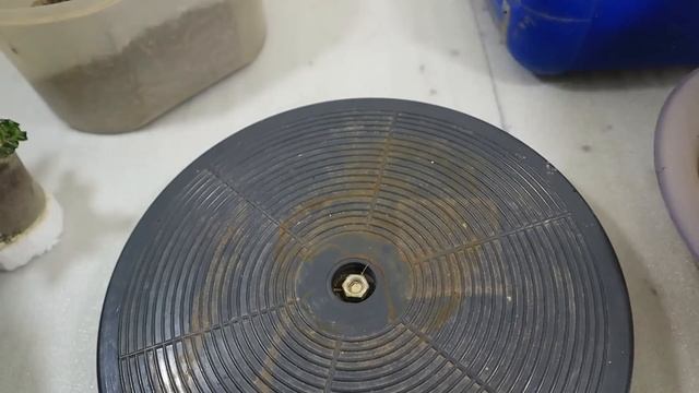 How to Make Adenium Roots Grow Compact Like Octopus Legs. Adenium Root Program. Desert Rose Bonsai. смотреть онлайн