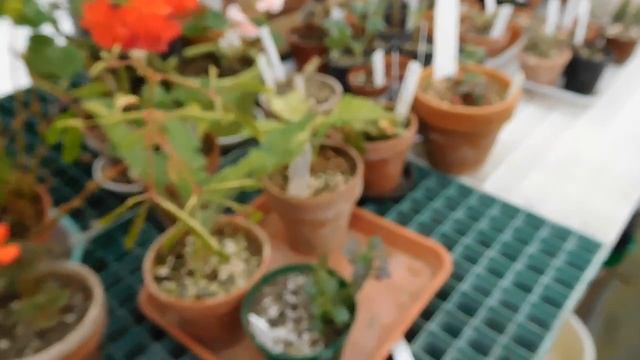 Early Autumn In Greenhouse. Pelargoniums & Other Plants.