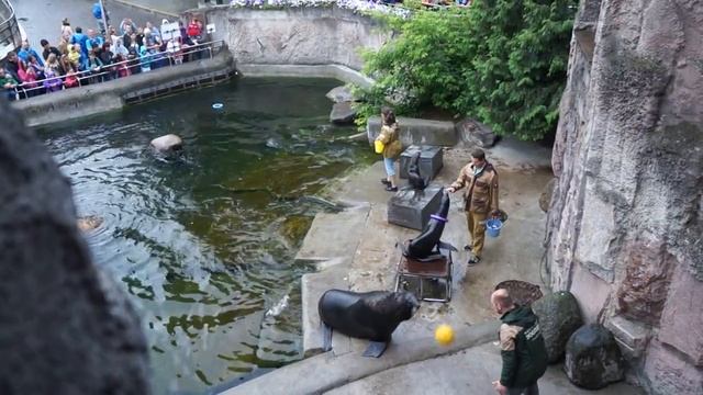 кормление северных морских котиков, Московский Зоопарк смотреть онлайн