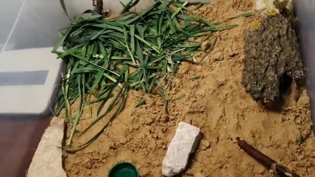 Уход за большими прыткими ящерицами смотреть онлайн