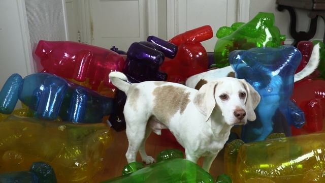 Dogs vs Giant Gummy Bear Army Prank: Funny Dogs Maymo & Potpie Surprised by Gummy Bears смотреть онлайн