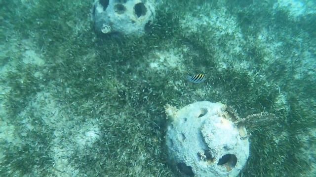 Снорклинг в Карибском море. Полуостров Юкатан. Мексика смотреть онлайн