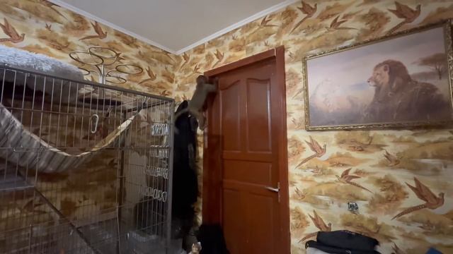 Люська освоила НОВЫЙ МЕТОД одевания и поднимания ПАПИНОЙ КЕПКИ))) смотреть онлайн