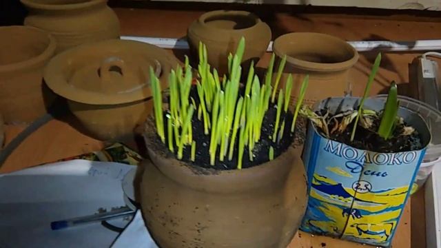 Водородное удобрение электрический стимулятор роста для растений. смотреть онлайн