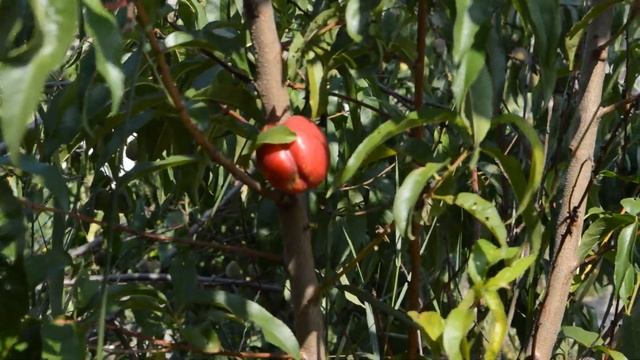 Сбор урожая (нектарин). смотреть онлайн