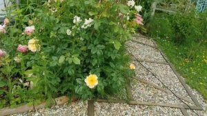 Фарфоровый сад. Такое бывает? Прогулка по розовым комнатам