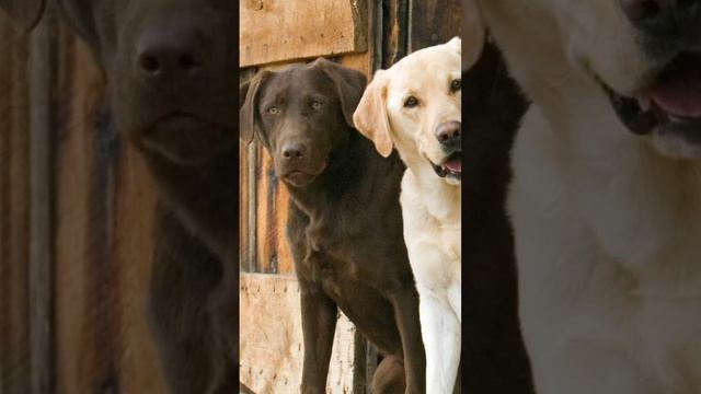 лабрадор эдит