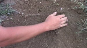 Тест металлоискателей: Коллайдер против XP Deus