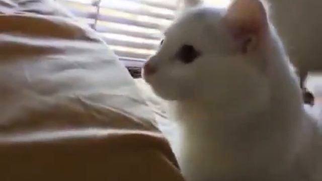 Кот против лазерной указки смотреть онлайн