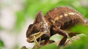 Chameleon - 4K Video - Chameleon Changing Color - 4K Animals Collection with Nature Sounds