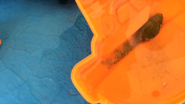 Рак Вася смотреть онлайн