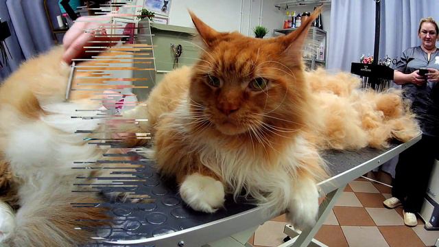 Экспресс линька. смотреть онлайн