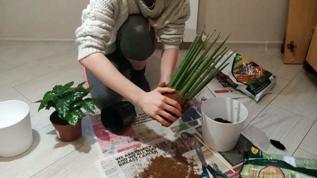 РАСТИТЕЛЬНАЯ ЖИЗНЬ | Пересаживаю новых детей смотреть онлайн