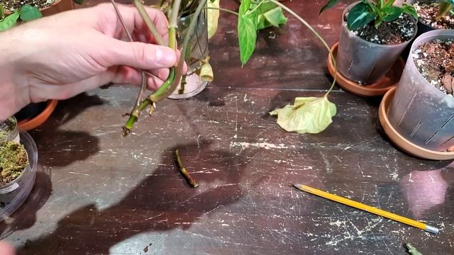 HOW TO PROPAGATE ARROWHEAD PLANT WITH RESULTS! (Syngonium Podophyllum) #houseplants #syngonium смотреть онлайн