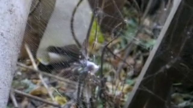 Аргиопа Брюнниха, паук-оса (лат. Argiope bruennichi) смотреть онлайн