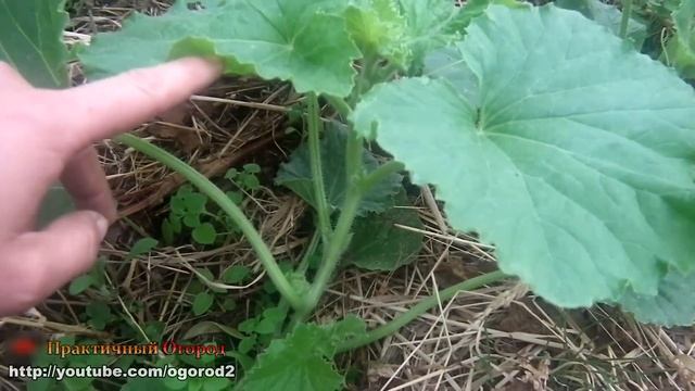 Обзор растений 4 июля 2018 года. Мой огород в июле. смотреть онлайн