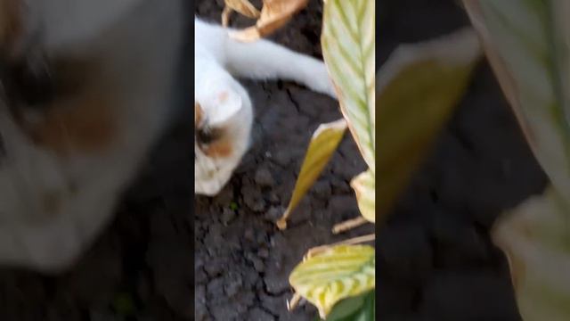 Муся поймала мышь!!! Не пытайтесь у неё забрать!! Она больно царапается!! смотреть онлайн