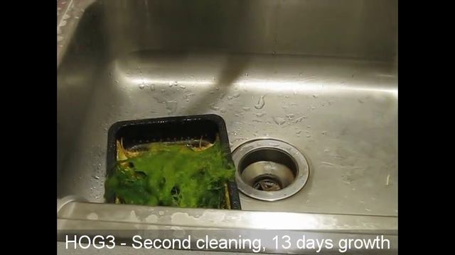 HOG3 Upflow Algae Scrubber - First three cleanings смотреть онлайн