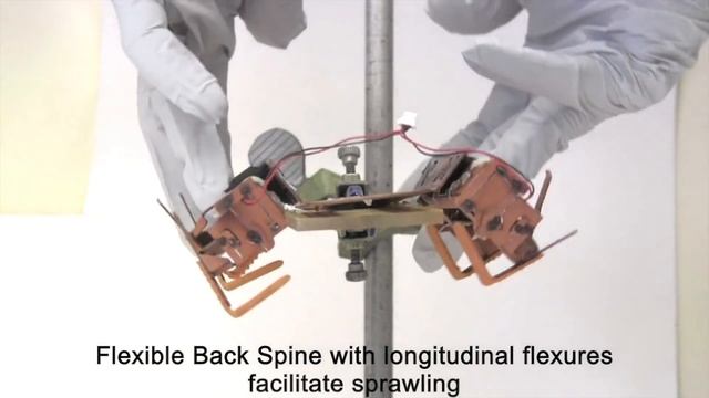 Death-defying cockroaches help build better bots смотреть онлайн