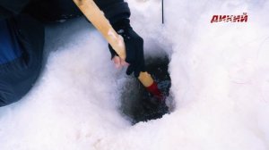 Сезон рыбалки. Зима. Подледная рыбалка на Иртыше