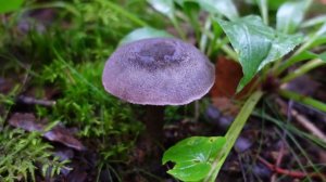 Грибная разведка 3 сентября 2022г. Всеволожский район