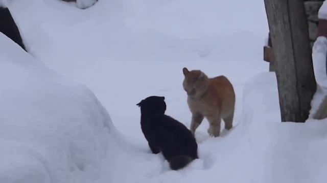 Чёрный и рыжий коты дерутся за кошку смотреть онлайн