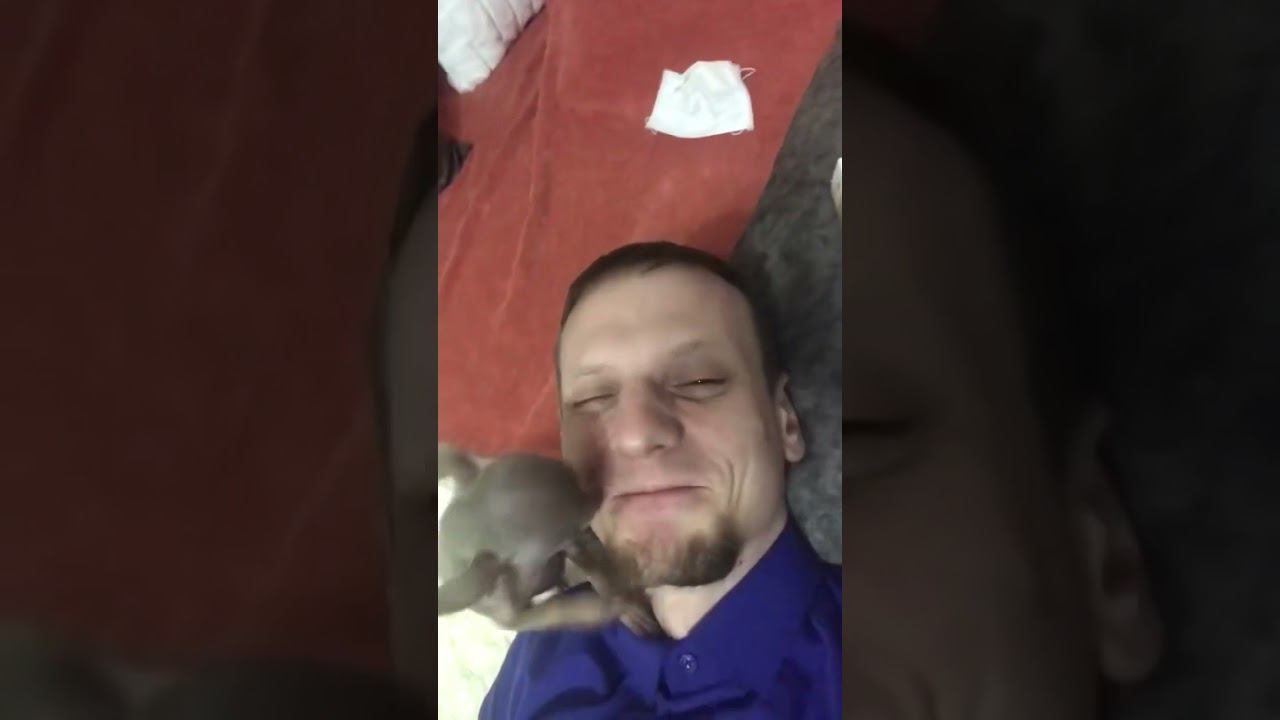 #собака #животное #пёс смотреть онлайн