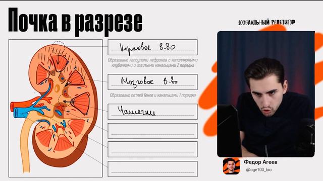 Строение почки за 5 минут | ОГЭ по биологии | Федор Агеев смотреть онлайн