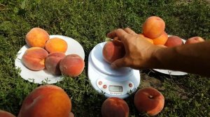 Персик Даймонд Принцесс / Peach Diamond Princess