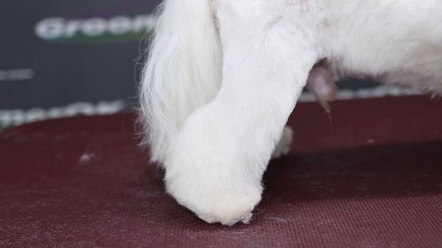 How to Groom a Maltese Dog | What Tools Did I Use? смотреть онлайн