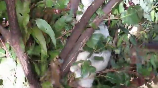 Crazy Koala Fight смотреть онлайн