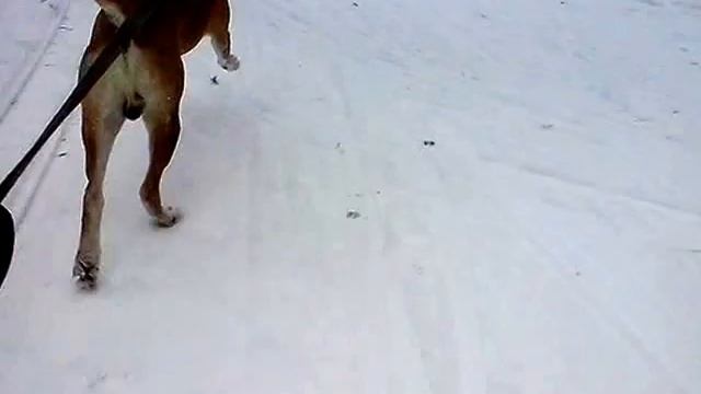 Собака тянет сноуборд смотреть онлайн