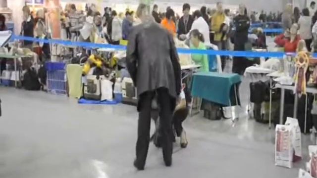 "Russia-2011" First Klub Show Thai Ridgeback Dog - female puppy смотреть онлайн