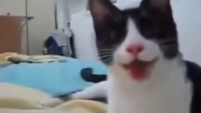 Чьи повадки у кота смотреть онлайн