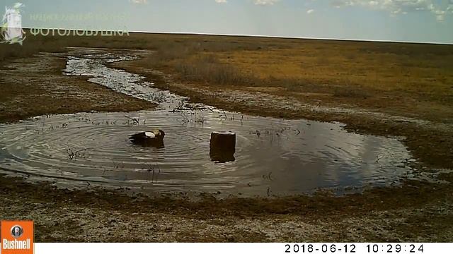ID4071/Заказник Степной/Купание огаря смотреть онлайн