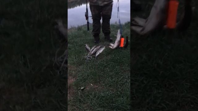 Рыбалка Муром- Молотицкие пруды 5 Мая 2023…#shorts смотреть онлайн