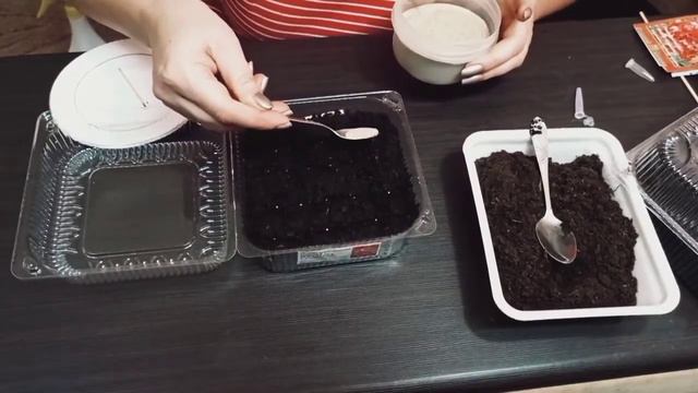 Петуния (petunia) лобелия(lobelia)