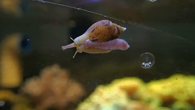 улитка рода Euplica смотреть онлайн