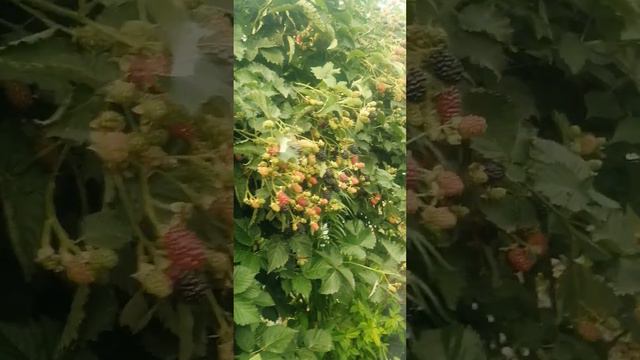 Еживика сорт Кеддо, лидер по урожайности🍇🍓🍇🍓 смотреть онлайн