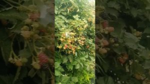 Еживика сорт Кеддо, лидер по урожайности🍇🍓🍇🍓