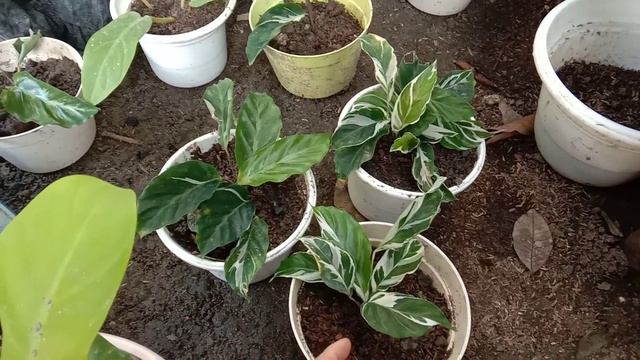 cara merawat calathea white fusion смотреть онлайн