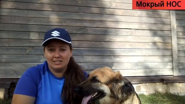 МУХИ "грызут" собачьи УШИ. Эффективное средство от мух смотреть онлайн